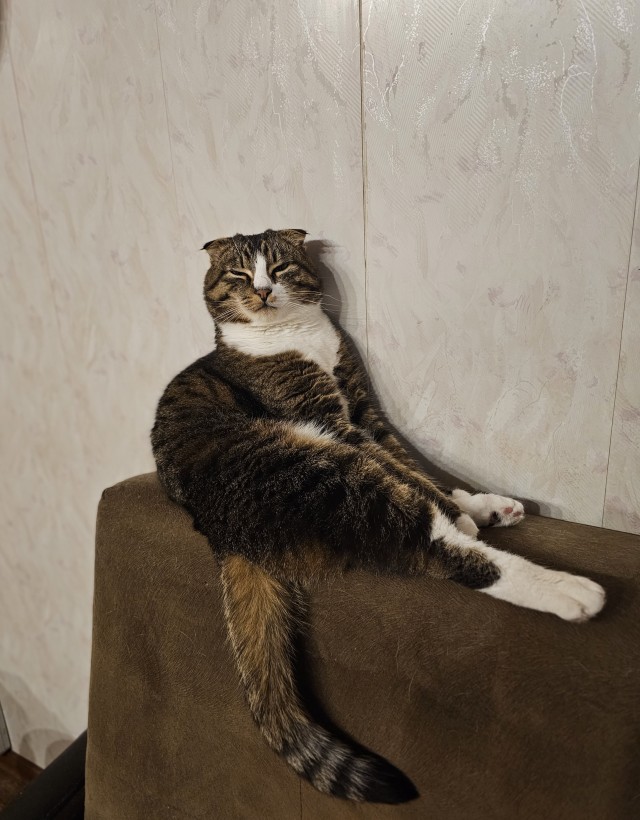 Котовторнику посвящается. Счастья привалило