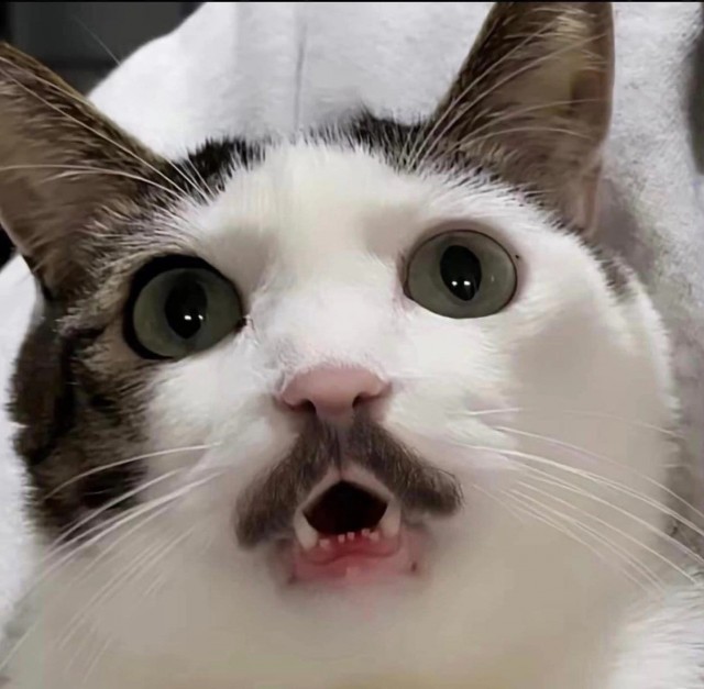 Это же кошачий Батька