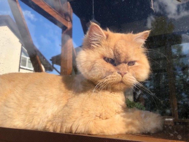 Начинаем котофторник?