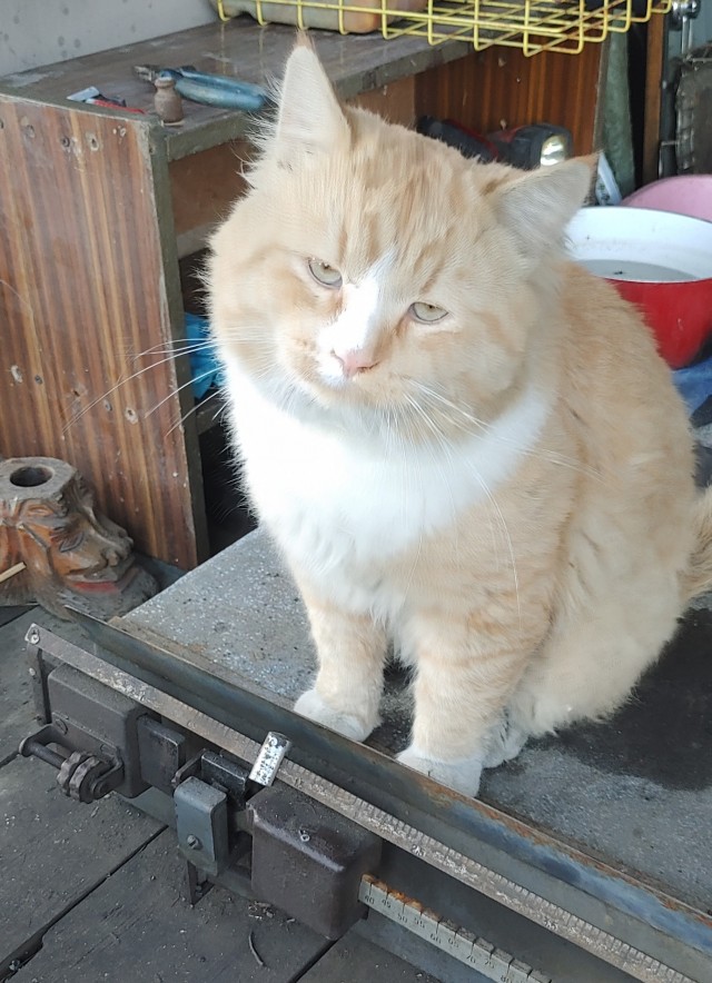 Коты на производстве