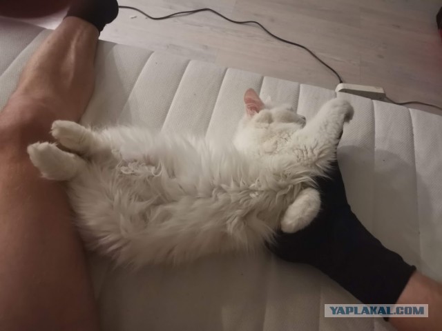 Моя чёрная молния