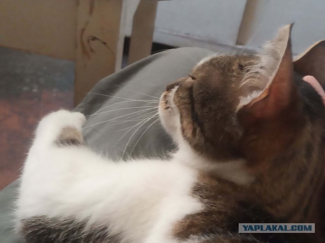 Котя моя. Ну и пусть собакочетверг!