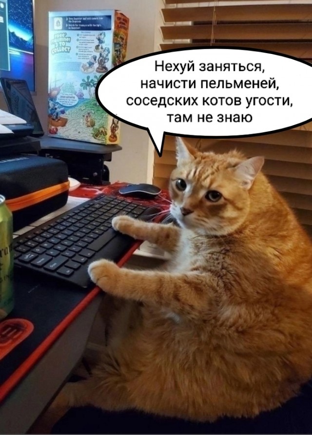 Котовторник Рыжих