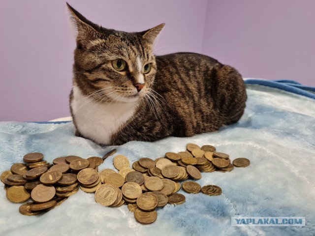 К - Котовторник ☺ Пополнение