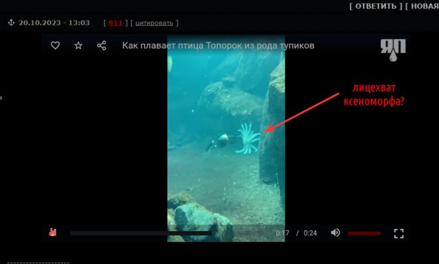 Как плавает птица Топорок из рода тупиков