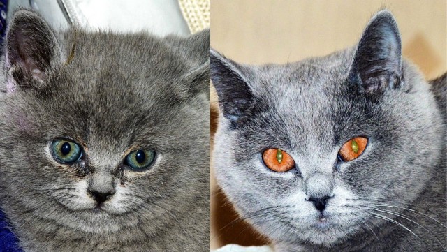 Моя красотка