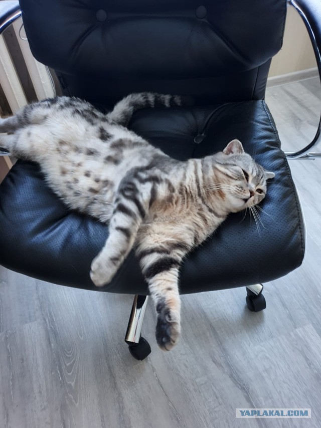 Первый Котовторник 2024