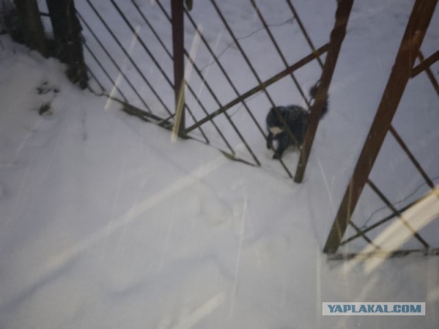 Жизнь домашнего приюта для котеек 478