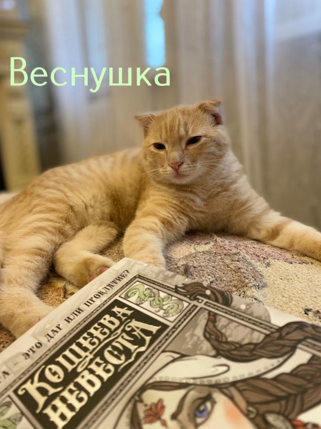 Жизнь домашнего приюта "Котоленд" 427