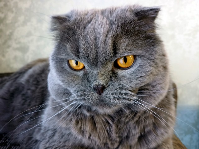 Котовторник