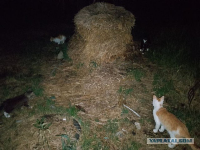 Жизнь домашнего приюта для котеек 498