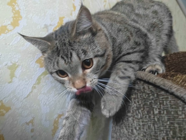 Котовторник