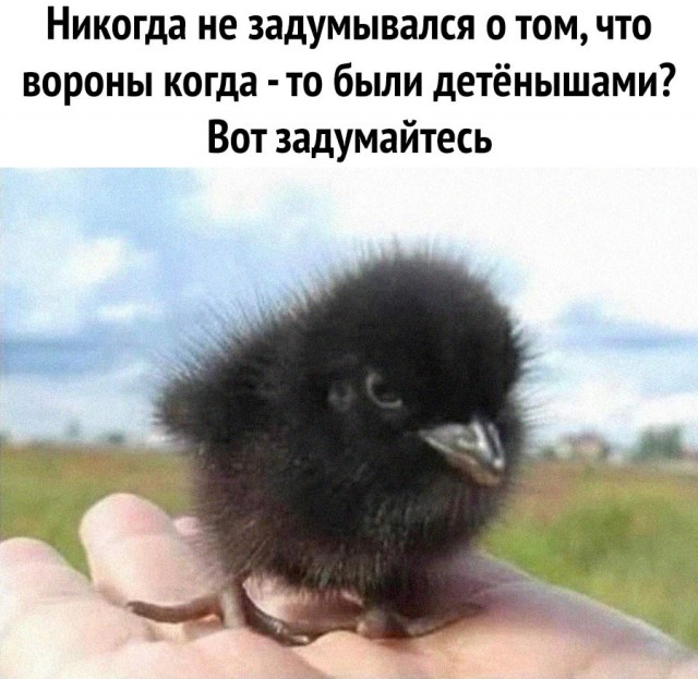 Весёлый полтишок 26.07.24