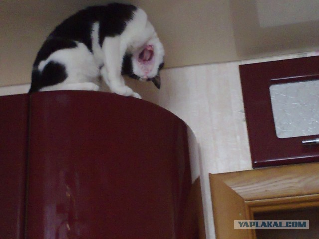 Котовторник 04.06.2013