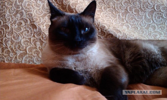 Котовторник 04.06.2013