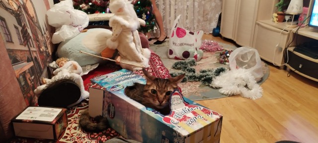 Извините,  что не во вторник, но у меня кот преисполнился!