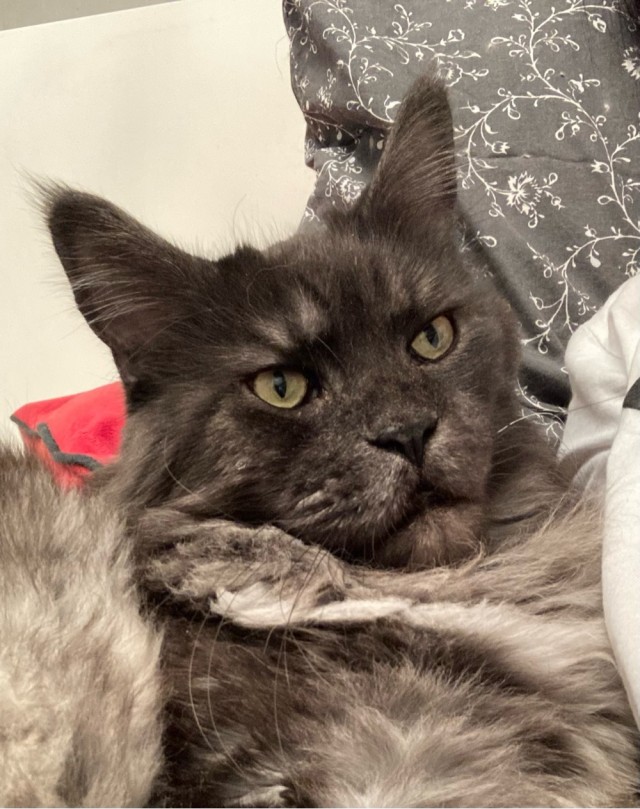 Кот достал орать.