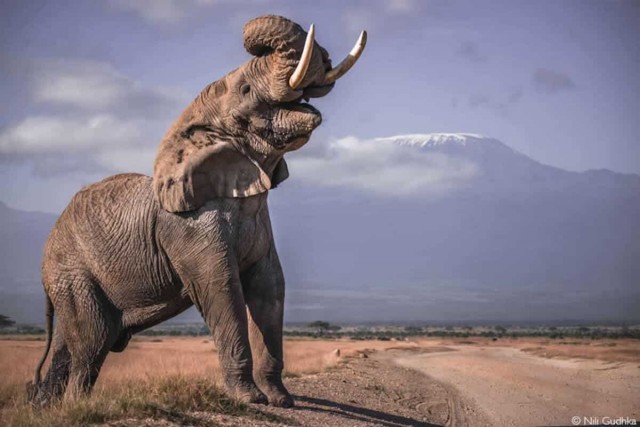 Объявлены победители фотоконкурса Africa Geographic Photographer of the Year 2025