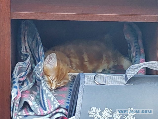 К предстоящему котовторнику