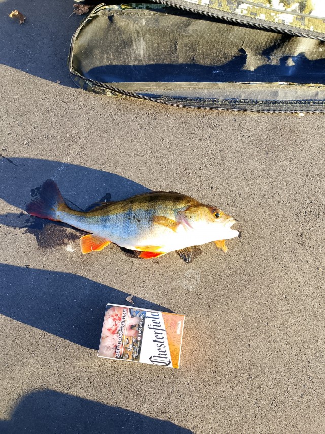 Вы рып показываете?!