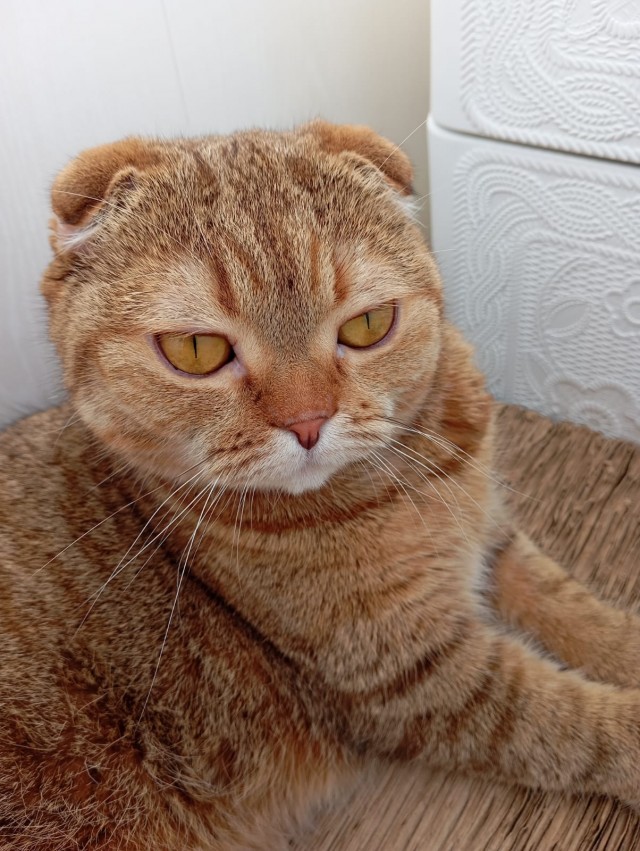 Человеку нужен кот). К котовторнику посвящается!