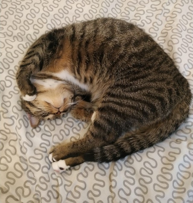 К котовторнику