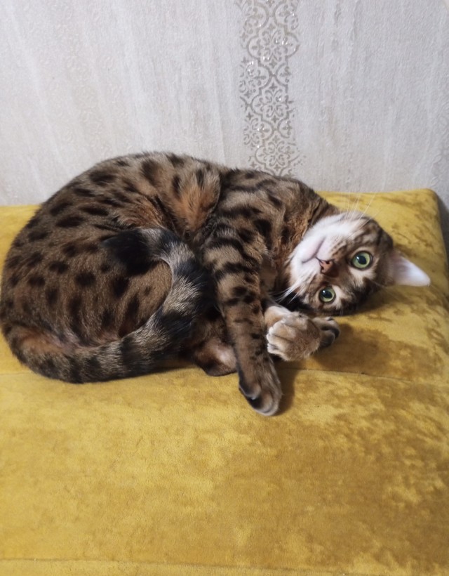 Котик...