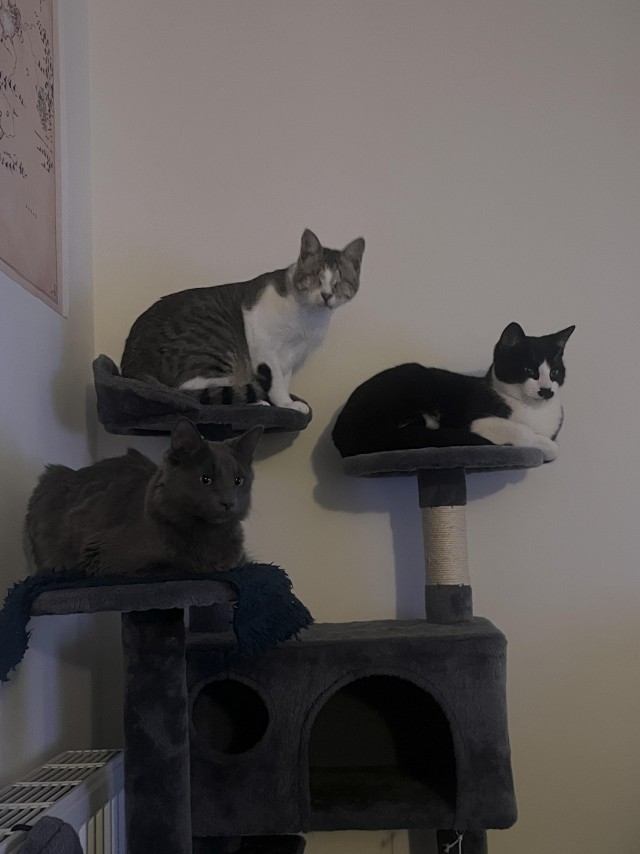Необычный котёнок Бенни и его друзья