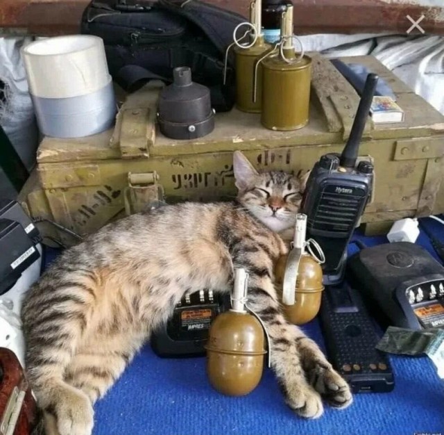Мой "звездюк" для котовторника.