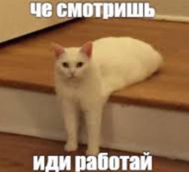 Подборка картинок-баянов с котиками и про котиков. Выпуск 40