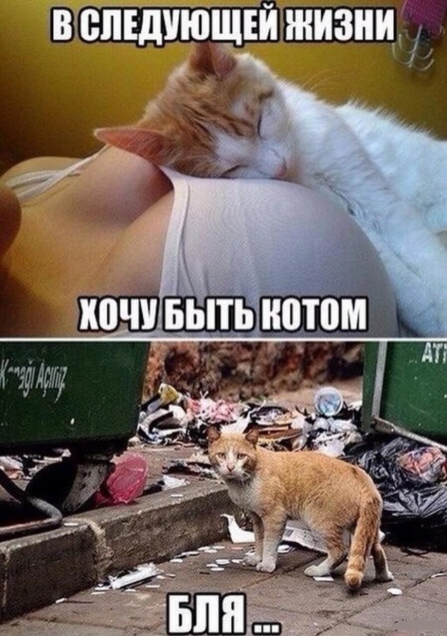 Суббкотим