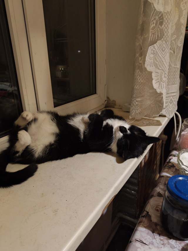 Фотки красивого кота.