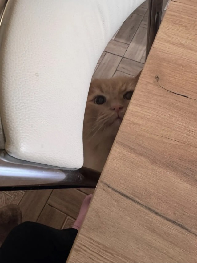 Котовторник Персика