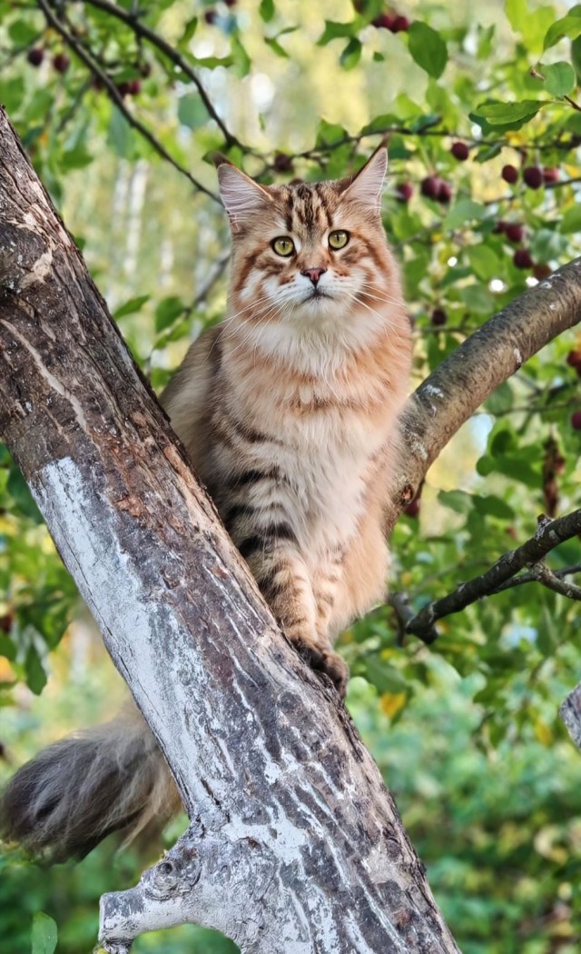 Котовторник