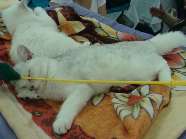 Выставка кошек. Котовторник