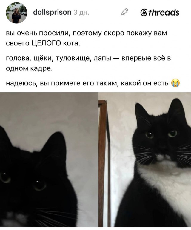 В интернете спорят из-за кота с «огромной круглой головой», который в итоге собрал армию фанатов
