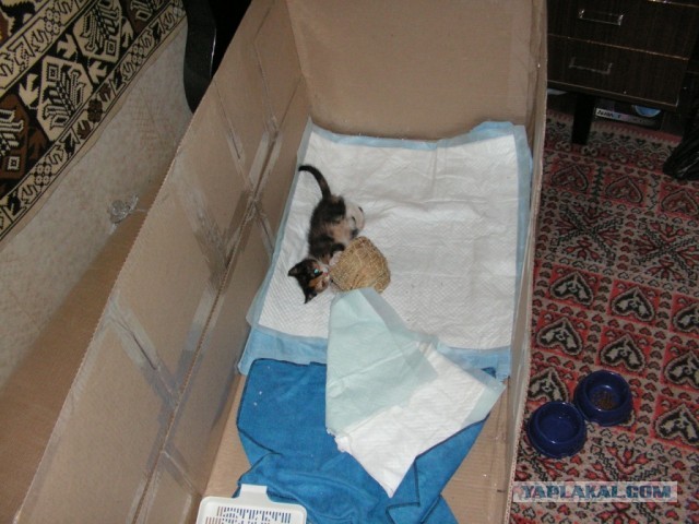 История одного "почти спасения".