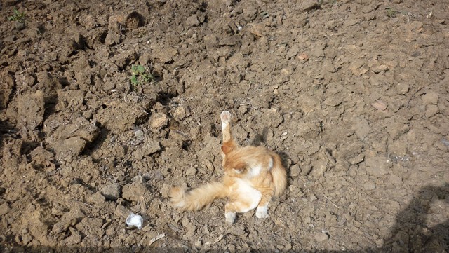 СтопХам 103 - Женщина шум