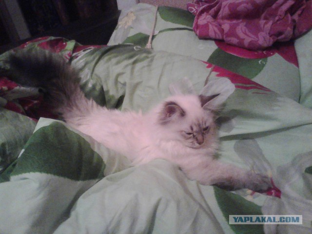 Котовторник 26.11.2013