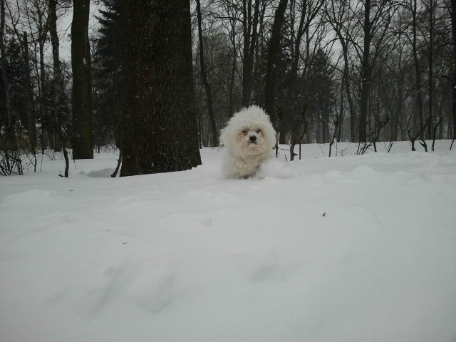 Собакочетверг на 02.01.2014
