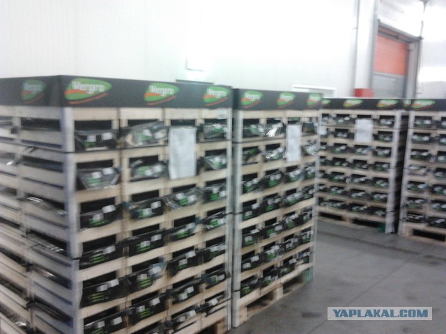 Где яблоки растут!