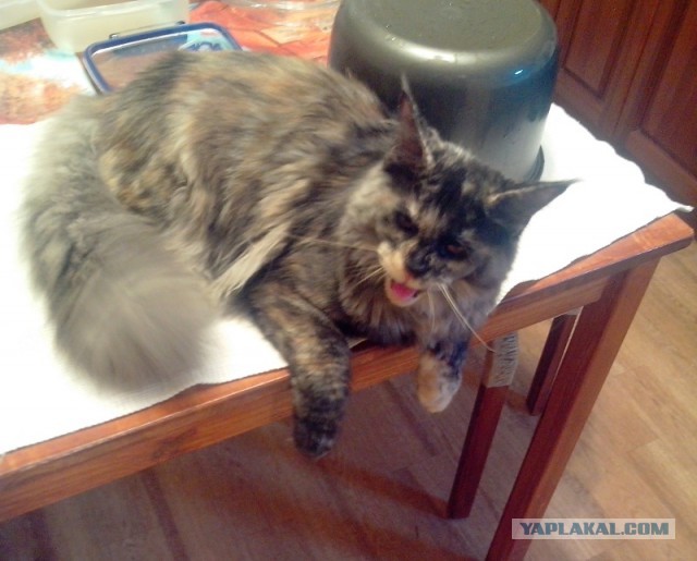 Котовторник 29.04.14.