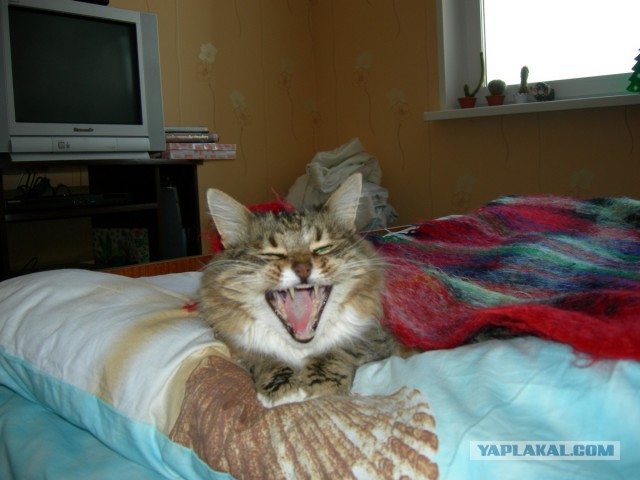 А у тебя есть фото твоей зевающей котейки ?