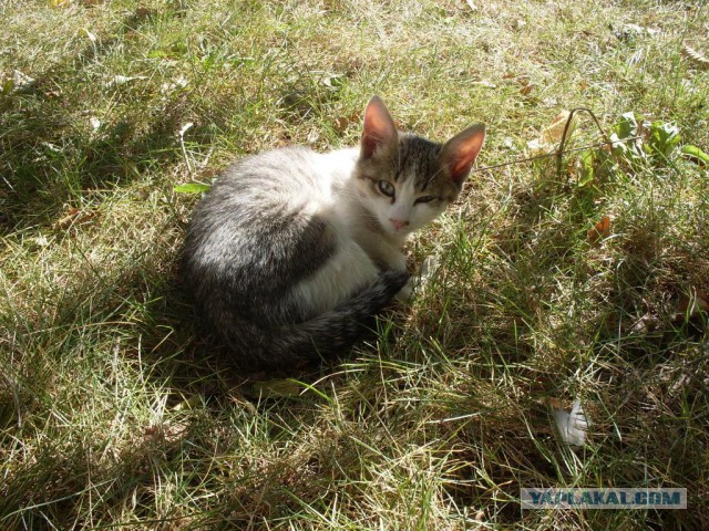 Котовторник 09.09.2014