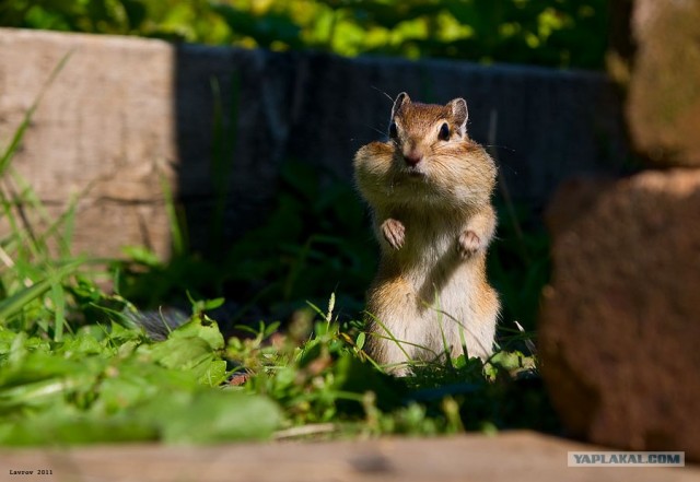 Дай двадцатку, а?