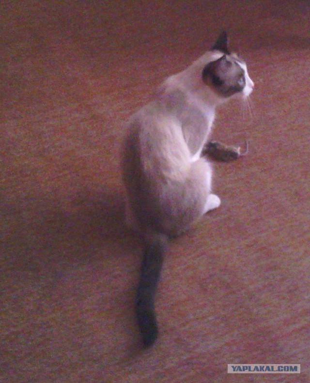 Котовторник