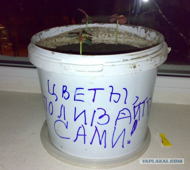 Смешные картинки, приколы, комментарии и прочее...