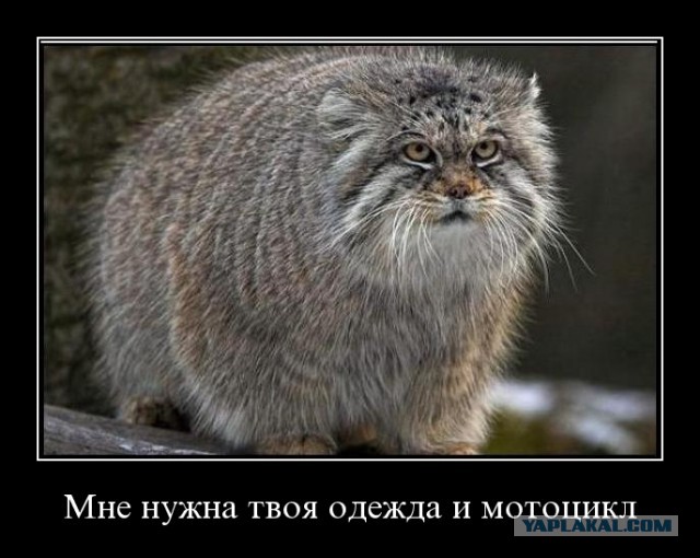 Терминатор навсегда!