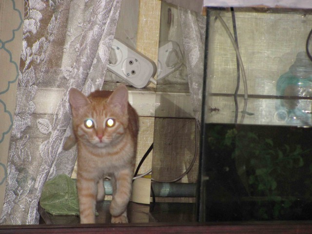 Хоть и не котовторник