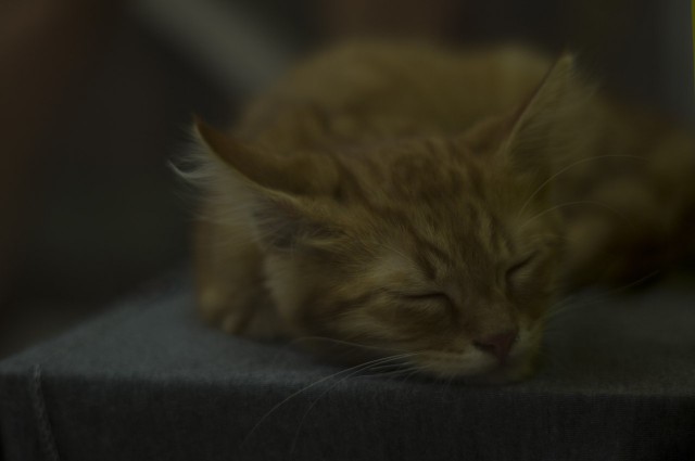 Котовторник 01.12.2015
